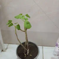 گلهای طبیعی