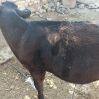 فروش گاو گوساله