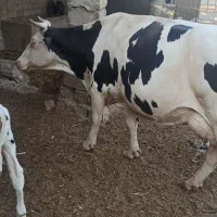 گاو با گوساله ماده
