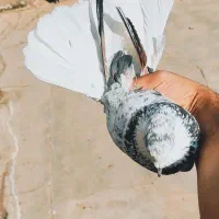کبوتر کفتر پرشی