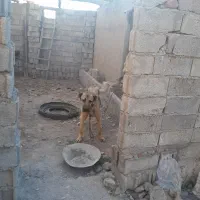 واگذاری یک‌عددسگ‌سرابی