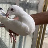 جوجه شوریستر