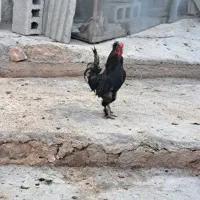خروس