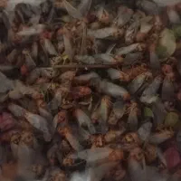 جیرجیرک.جروک