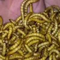 فروش کرم میلورم
