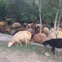 گوسفند زنده باچک صیادی