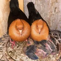 ارشینگل
