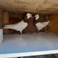 یک جفت جوجه طوق