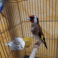 سهره قفسی بخوان وسهره قناری دهن لر