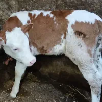 گوساله شیر خوار ماده اصل سیمینتال مونتی بیلیارد