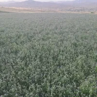 شبدر چین سوم حدود ۲ تن روستای شاهگدار  چک صیادی