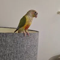 طوطی گرینچیک سخنگو 10 ماهه ماده
