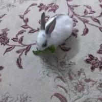 یک عدد خرگوش بازی گوش