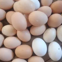 تخم مرغ محلی