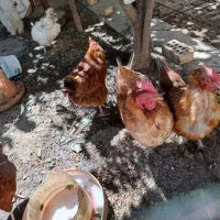 مرغ خانگی درشت و تخم گذارهرروز