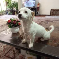 فروش سگ پاپی