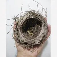 جوجه قناری