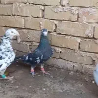 کبوتر سار