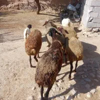 میش ابستن