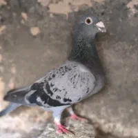 ماده المانی سبزپولیکی ساراوقون