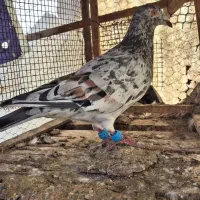 هفترنگ نر بدرنگ ماده