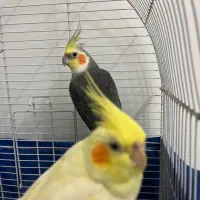 یک جفت عروس هلندی