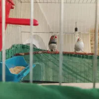 فنچ جفت
