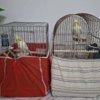 عروس هلندی