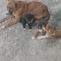 سگ نگهبان و گوسفندی