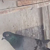 کفتر