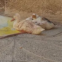غاز
