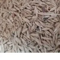 جو محلی یک تن هست