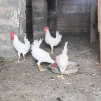 جوجه خروس ماشینی ۶ماهه