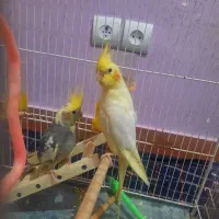 عروس هلندی