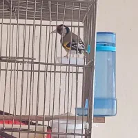 سهره تازه تخت 3روزه تخت کرده