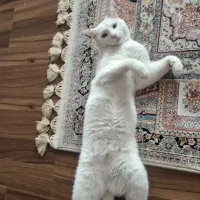 گربه ماده پشمالو