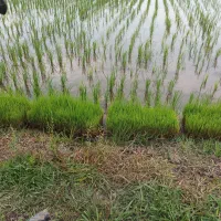 سی عدد سینی توم شیرودی درجه یک آماده نشاء