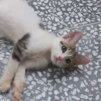 بچه گربه باهوش
