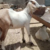 بز خونگی|حیوانات مزرعه|بندر گناوه, |دیوار