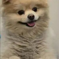 سگ پامر گمشده با مژدگانی بالا