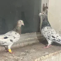 جفت هفترنگ زرد به شرط تخم و جوجه