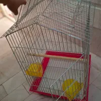 قفس کاسکویی