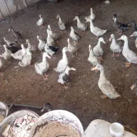 اردک|حیوانات مزرعه|مشهد, علی آباد|دیوار