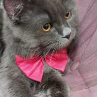 گربه برتیش لانگ هیر