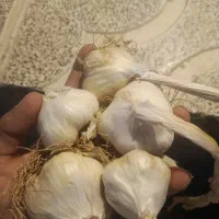 سیر سفید برداشت امسال تازه تازه