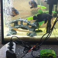 اکواریوم با تمامی وسایل و ماهی ها