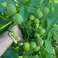 توزیع نهال گردو چندلر پیوندی