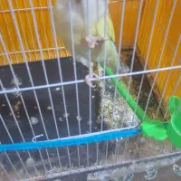 طوطی برزیلی