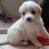 مالتیپو عروسکی قیمت مناسب