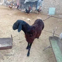 حیوانات